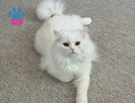 1 yaşındaki chinchilla cinsi oğlumuza eş arıyoruz - Görsel 2
