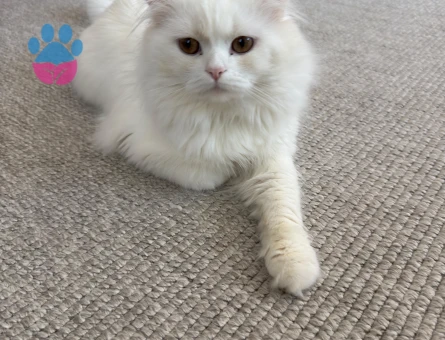 1 yaşındaki chinchilla cinsi oğlumuza eş arıyoruz - Görsel 3
