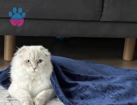Scottish Fold 15 Yaşında Eş Arıyor - Görsel 2