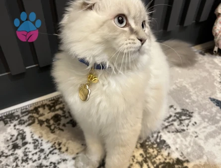 Scottish Fold 15 Yaşında Eş Arıyor - Görsel 3