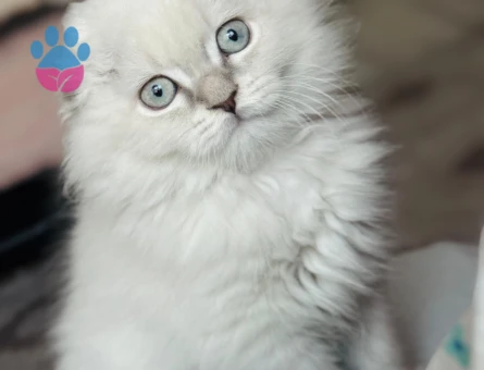 Scottish Fold 15 Yaşında Eş Arıyor - Görsel 4