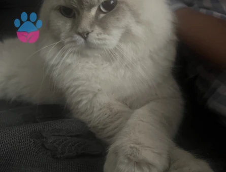 Scottish Fold 15 Yaşında Eş Arıyor - Görsel 5