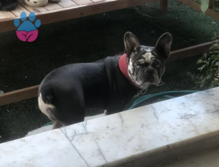 French Buldog 2 Yaşında Kızgınlıkta - Görsel 2