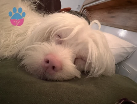 Maltipoo Yakışıklı oğlumuza eş arıyoruz - Görsel 2