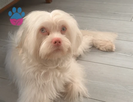 Maltipoo Yakışıklı oğlumuza eş arıyoruz - Görsel 3