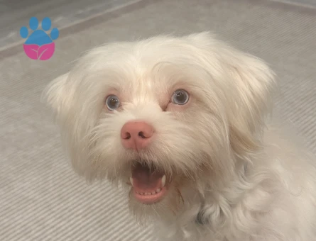 Maltipoo Yakışıklı oğlumuza eş arıyoruz - Görsel 5