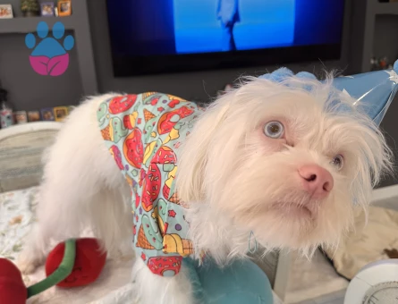 Maltipoo Yakışıklı oğlumuza eş arıyoruz - Görsel 4