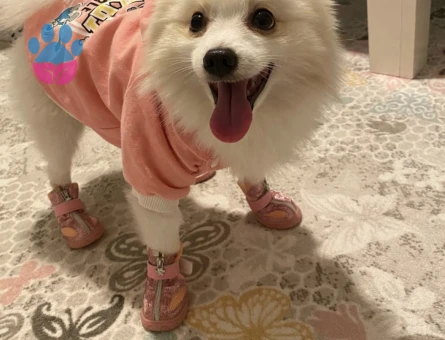 Pomeranian Boo Erkek Kızgınlıkta 1 Yaşında - Görsel 2