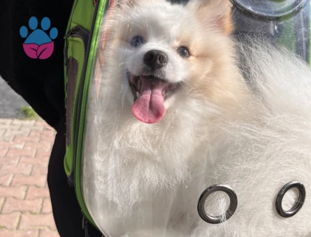 Pomeranian Boo Erkek Kızgınlıkta 1 Yaşında - Görsel 3