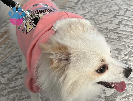 Pomeranian Boo Erkek Kızgınlıkta 1 Yaşında - Görsel 5