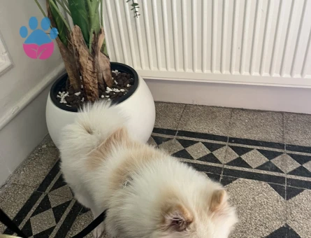 Pomeranian Boo Erkek Kızgınlıkta 1 Yaşında - Görsel 4