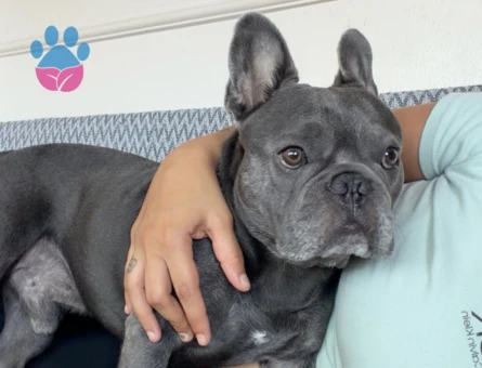French Bulldog 4 Yaşında Dişi Kızgınlıkta - Görsel 2