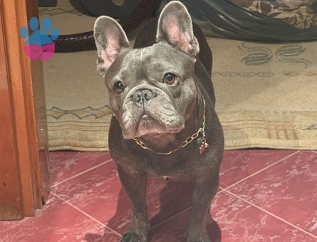 French Bulldog 4 Yaşında Dişi Kızgınlıkta - Görsel 3