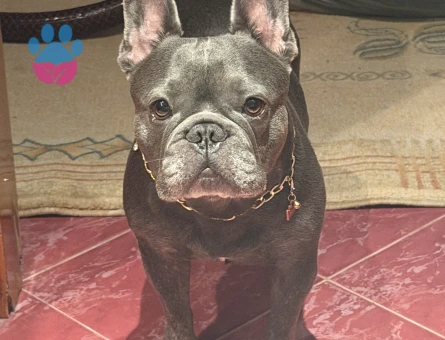 French Bulldog 4 Yaşında Dişi Kızgınlıkta - Görsel 4