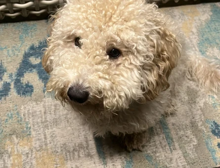 toy poddle - 118972415