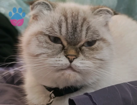 Scottish Fold 1 Yaşında Kedim Eş Arıyor
