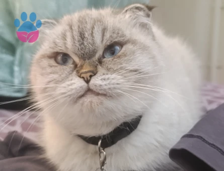 Scottish Fold 1 Yaşında Kedim Eş Arıyor