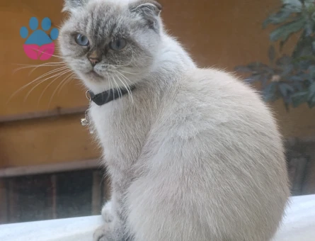 Scottish Fold 1 Yaşında Kedim Eş Arıyor