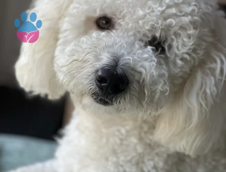 Maltipoo Oğlumuz Şangay İçin Bir Eş Arıyoruz