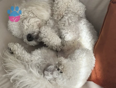 Maltipoo Oğlumuz Şangay İçin Bir Eş Arıyoruz