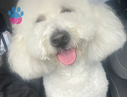 Maltipoo Oğlumuz Şangay İçin Bir Eş Arıyoruz