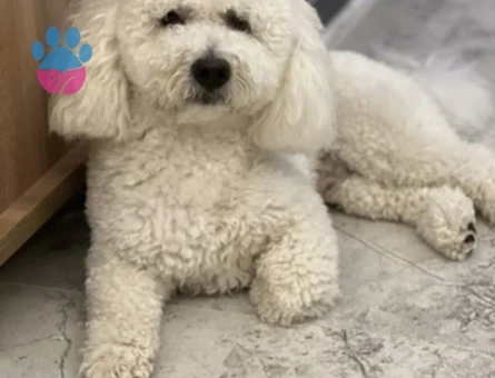 Maltipoo Oğlumuz Şangay İçin Bir Eş Arıyoruz