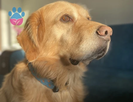 Erkek golden oğlumuza eş arıyoruz