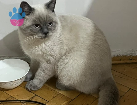 Soteye eş arıyoruz.