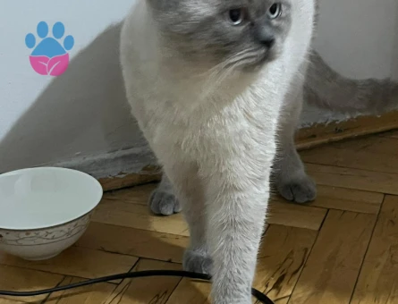 Soteye eş arıyoruz.