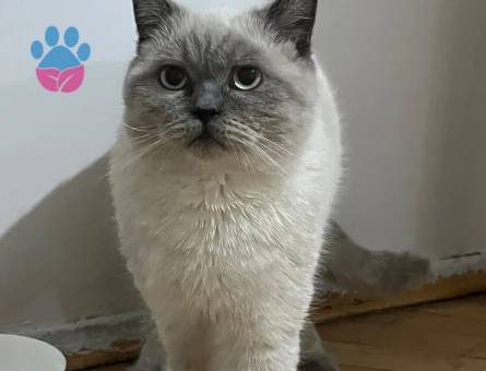 Soteye eş arıyoruz.