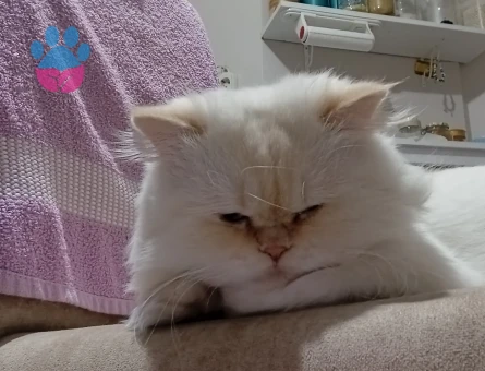 Oğluma eş arıyorum