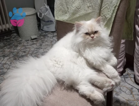 Oğluma eş arıyorum