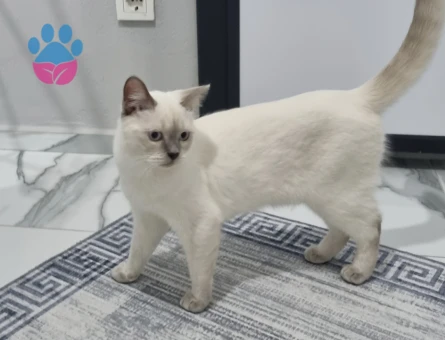 Yakışıklı oğlumuza acil eş aranıyor