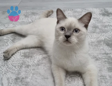 Yakışıklı oğlumuza acil eş aranıyor