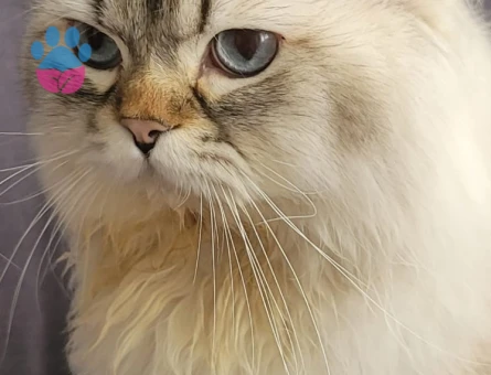 Yavrumuza eş arıyoruz