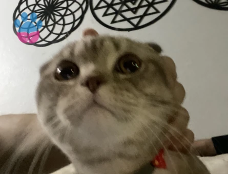 aslanın dişiside aslan olsun