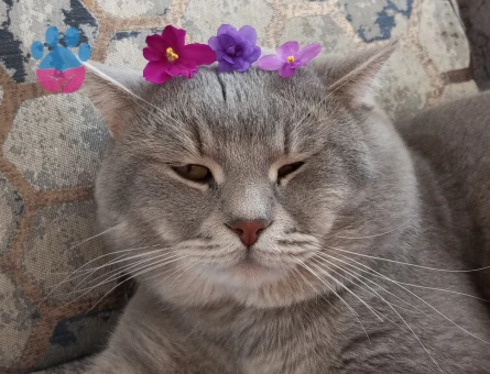 2 Yaşında British Tekir Kırması Tecrübeli Çok Uysal Kızgınlıkta