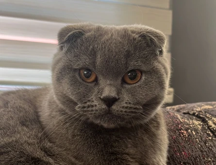 Scottish fold - 118972994