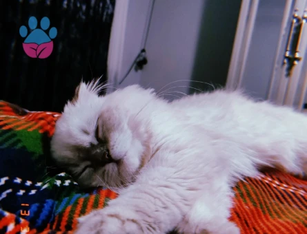 British Longhair kedime eş arıyorum