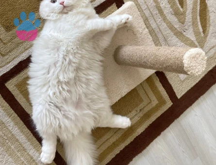 1 yaşında erkek kedime eş arıyorum mavi gözlü:)