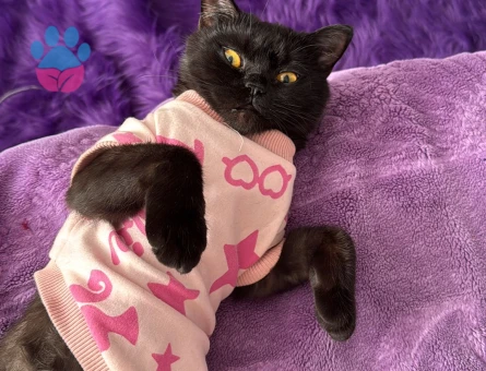 KIZIMIZA EŞ ARIYORUZ