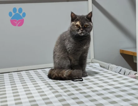 British shorthair kedim Kızgınlıkta