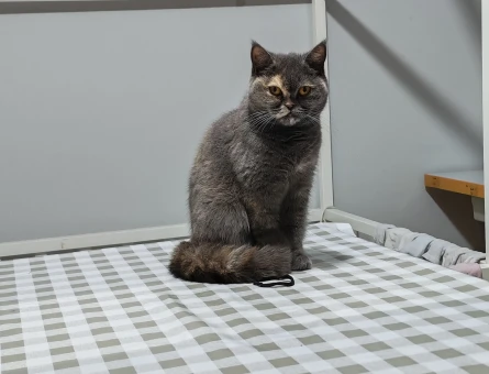British shorthair kedim Kızgınlıkta - 118980880