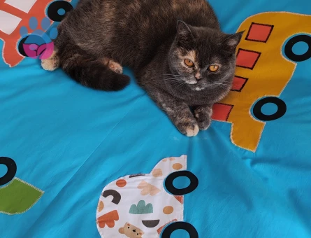 British shorthair kedim Kızgınlıkta