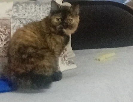 7.aya girmek üzere olan british shorthair kızımı çiftleştirmek istiyorum. - 118980881