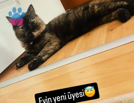 7.aya girmek üzere olan british shorthair kızımı çiftleştirmek istiyorum.