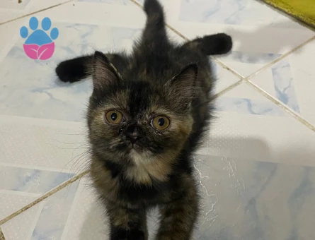 7.aya girmek üzere olan british shorthair kızımı çiftleştirmek istiyorum.