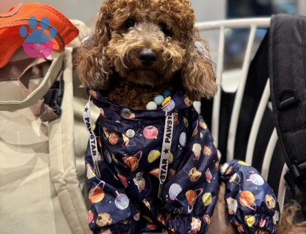 Toy Poodle Köpeğime Eş Arıyorum