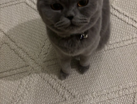 British Shorthair 1 Yaşında Eş Arıyor - 118980885