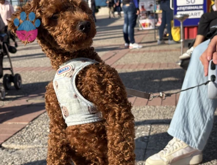 Erkek 1 Yaş 4 aylık toy Poodle Eş arıyoruz